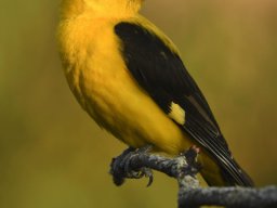 Fauna Cerro Masatrigo y entorno